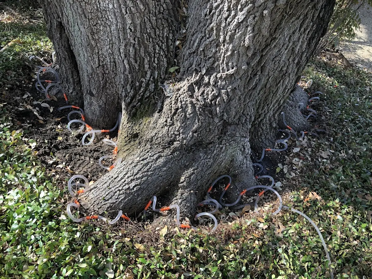 Detailed Tree Cabling and Bracing job site in Rocky Point